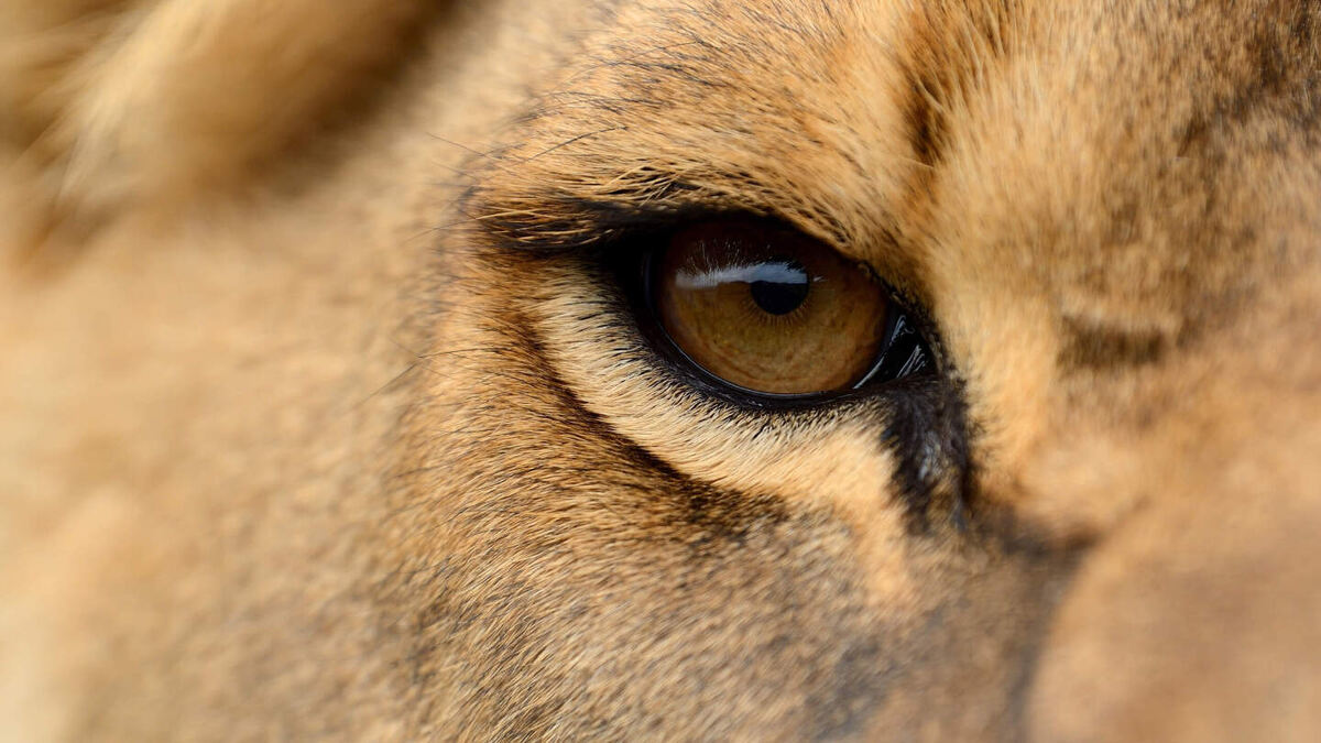     Фото: Volodymyr Burdiak/Shutterstock/FOTODOM Чем выше частота слияния мерцаний, тем больше «кадров в секунду» способен улавливать организм