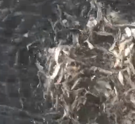    Источник фото: Скрин видео