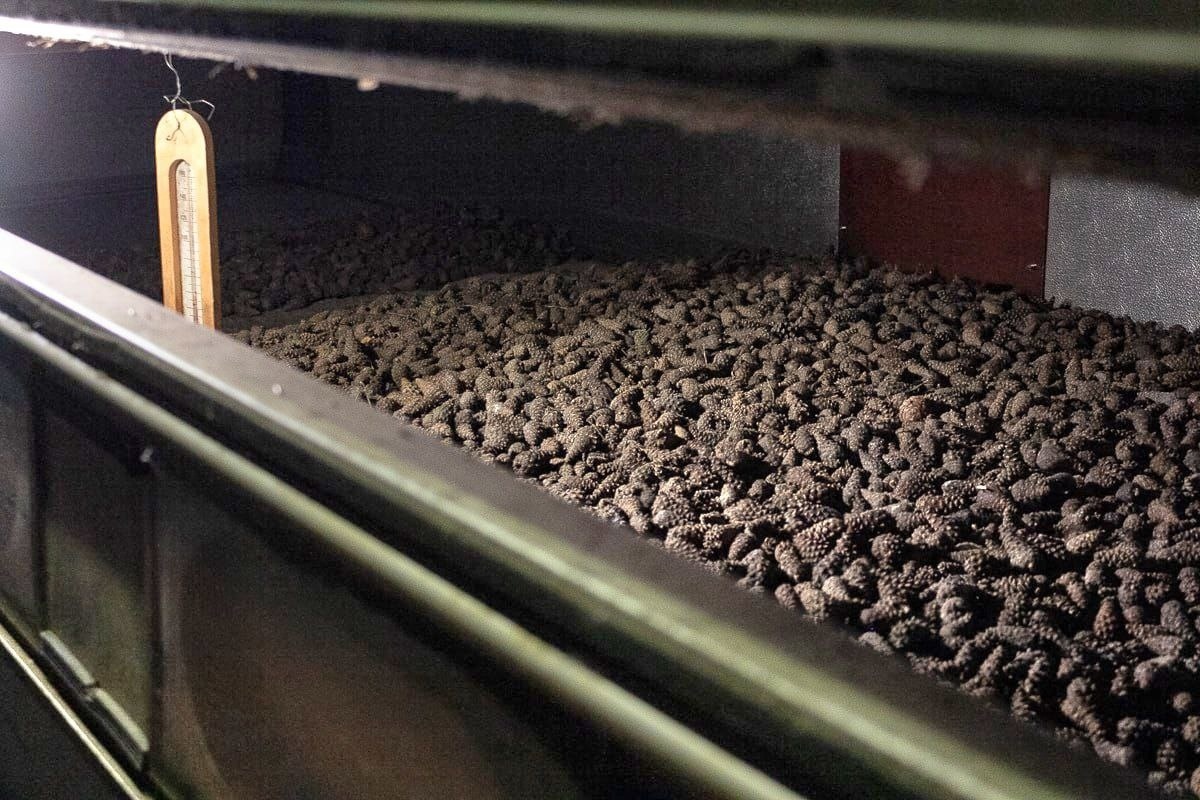    Шишки. Фото: Минприроды Карелии / ВК