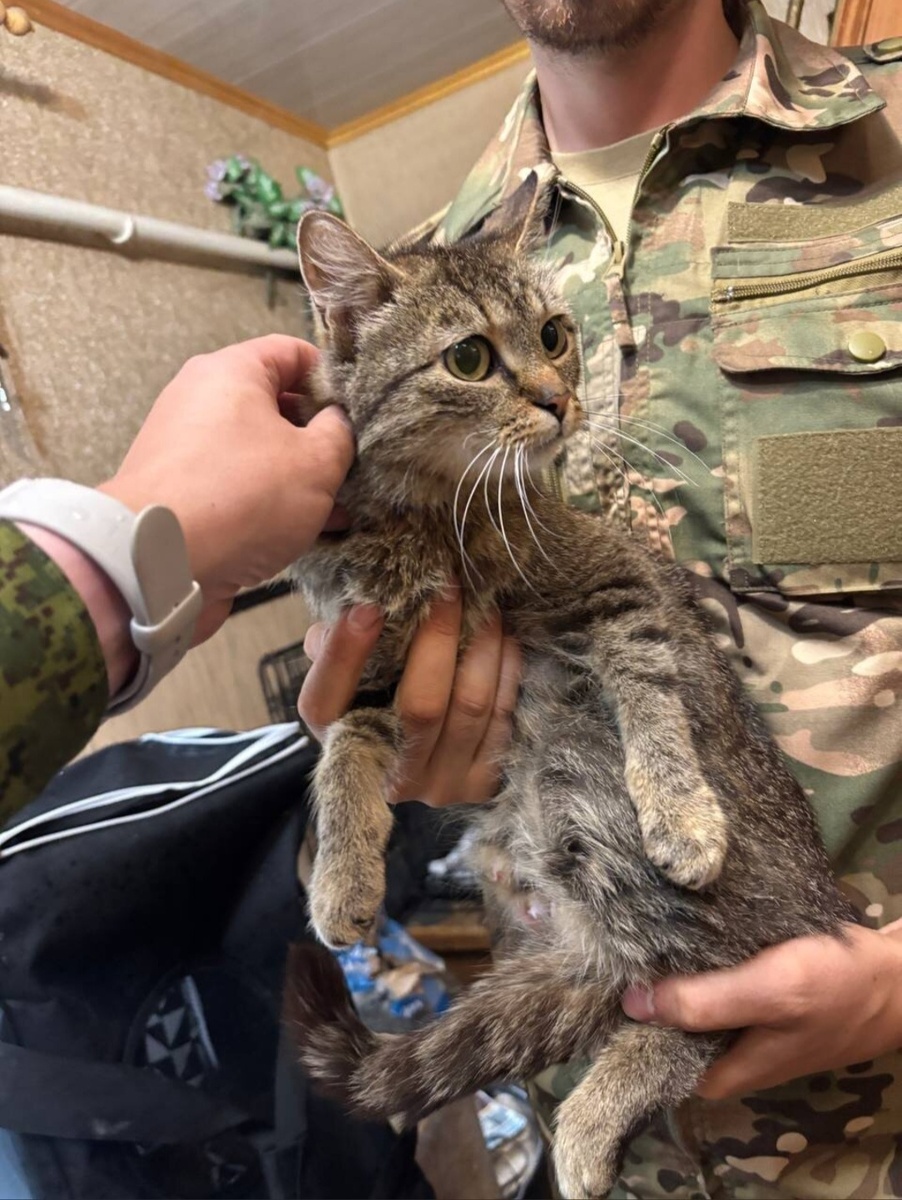 Мама котят Сонечка❤️