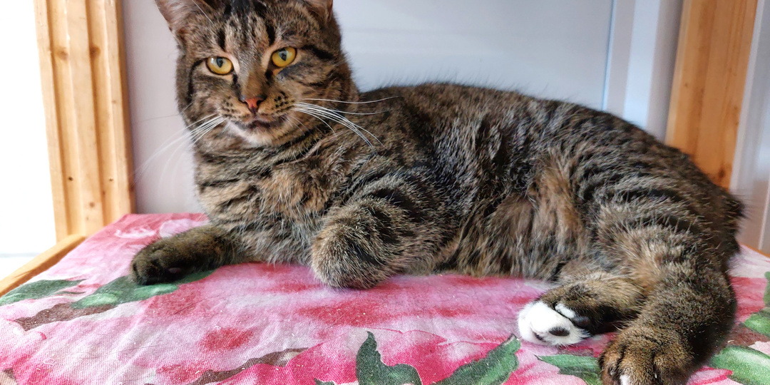 Кот Дартаньян ищет дом🏡