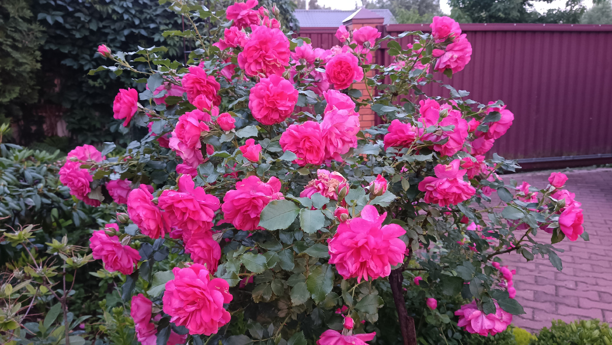 Розариум Ютерсен