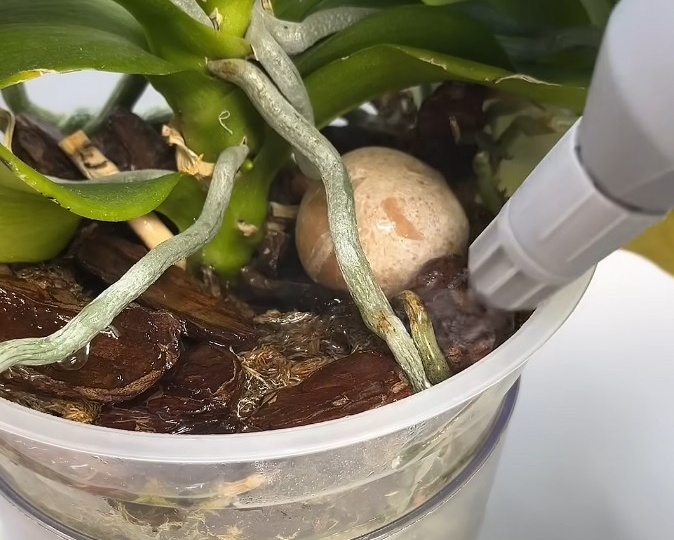 Как ЗАСТАВИТЬ ОРХИДЕЮ ЦВЕСТИ ! 100% РАБОЧИЙ СПОСОБ ! ПРОВЕРЕНО НЕОДНОКРАТНО !