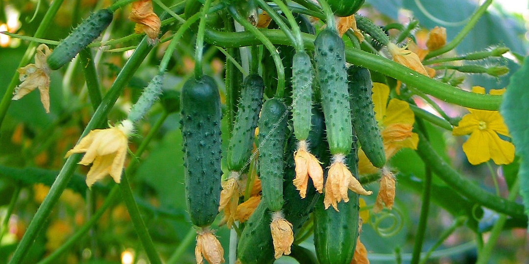 Одни собирают корнишоны пучками, а другие — только листья. Пучковая завязь — это вызов. Готовы его принять