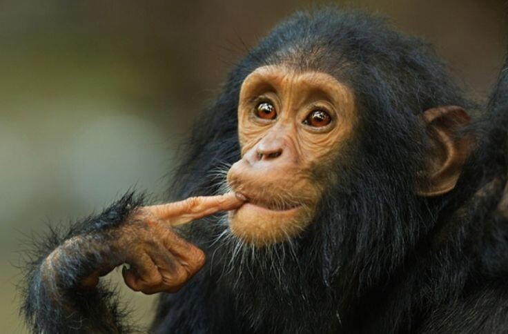 картинка из интернета