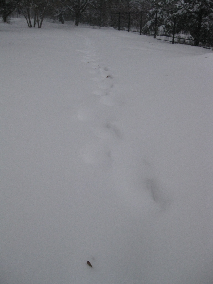 Фото автора. Тропа - это лучше, чем ничего.