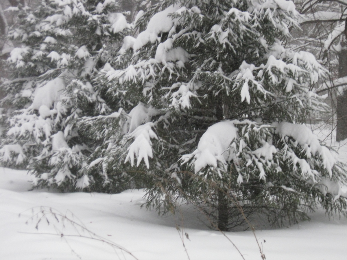 Фото автора. Заснежило - одело.