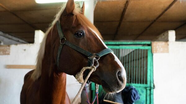    © РИА Новости Крым