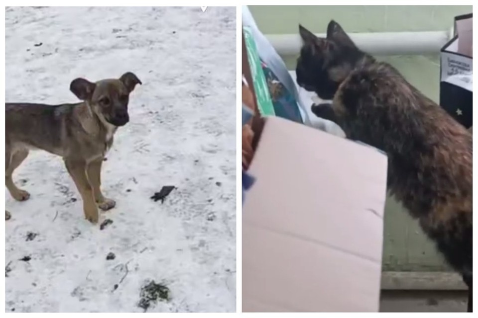    Кошки и собаки прибились к бойцам ПВО и стали их верными друзьями. Фото: кадр из видео крымского отделения «Народного фронта»