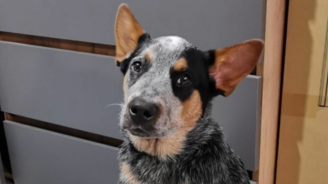 В Петербурге девятый день ищут щенка по кличке Вальдес