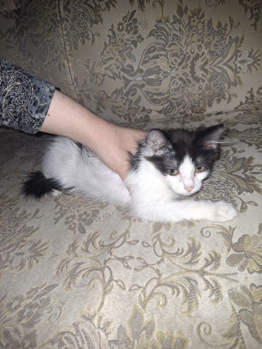 Сестричка из малышей-однопомётников