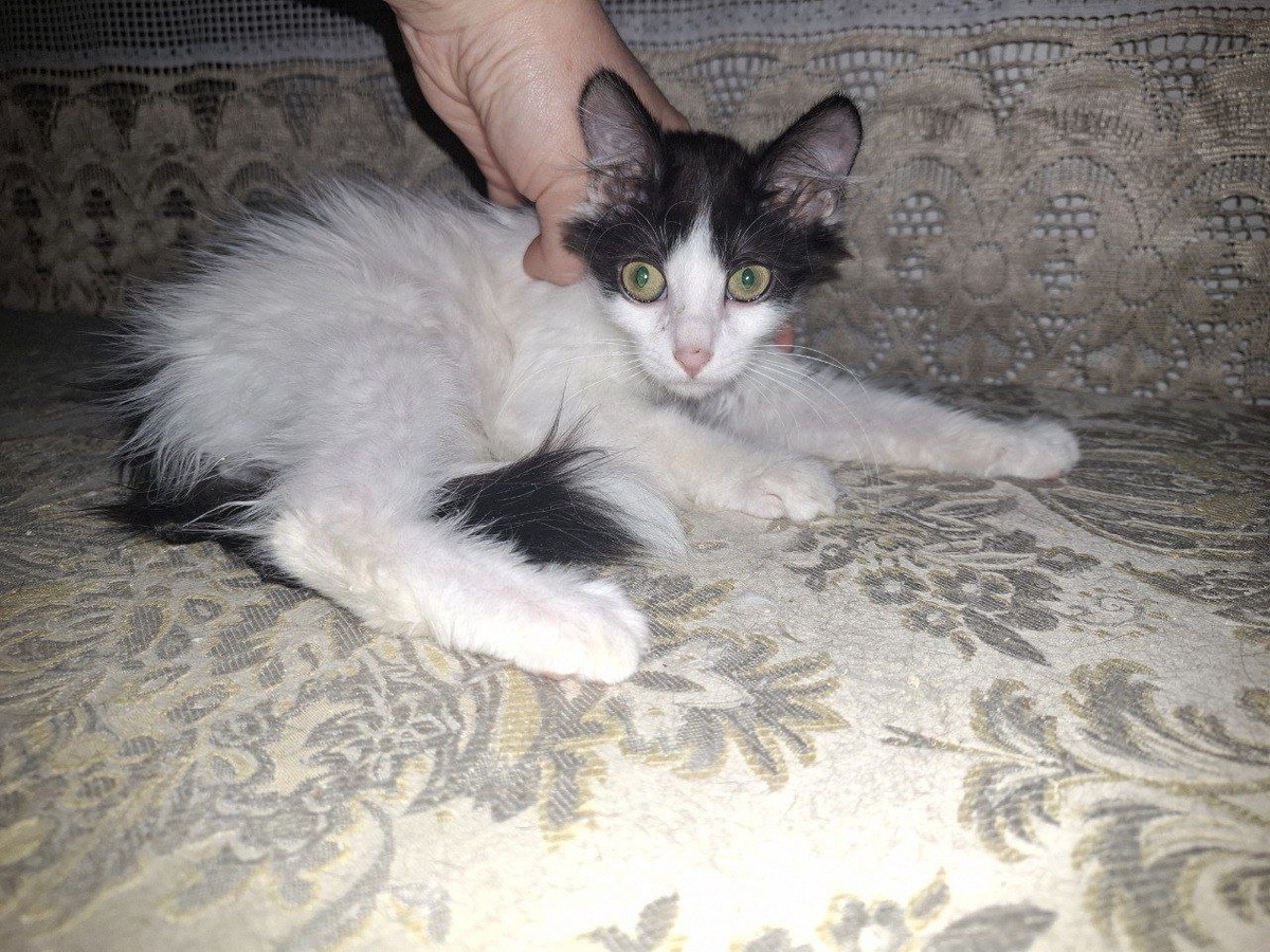 Сестричка из малышей однопомётников