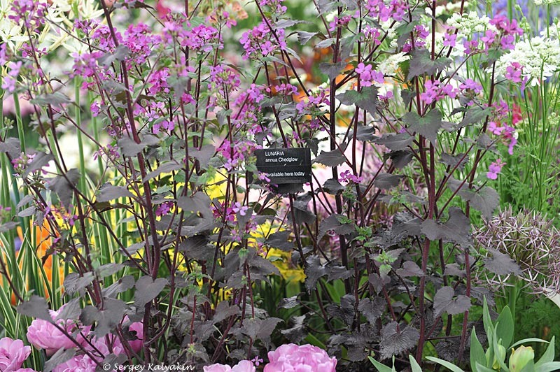 Лунник однолетний 'Chedglow'