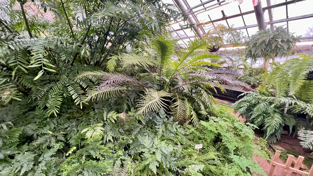 Папоротники