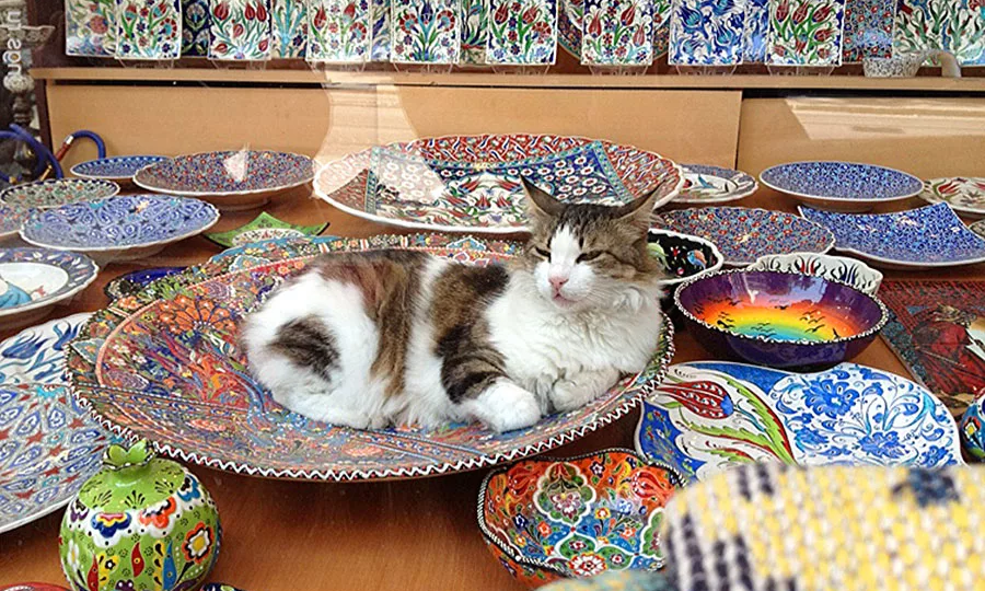 😻Почему в Турции любят кошек?