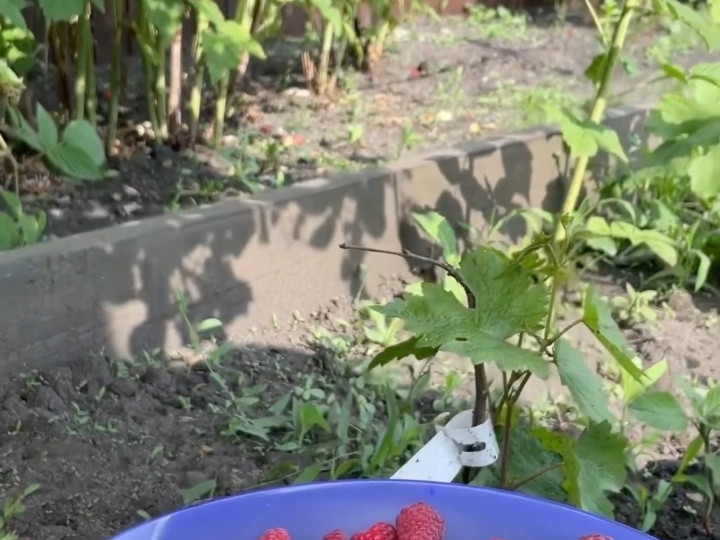 План на мои 1,5 сотки в 2026 году.