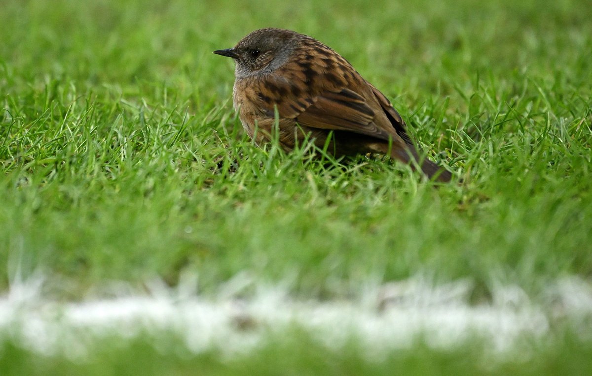 Clive Mason/Getty Images