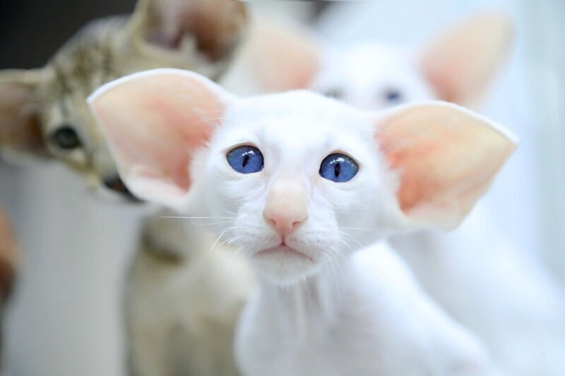 😺Коты с большими ушами – ТОП-10 самых «ушастых» пород (потрясающие фото!)