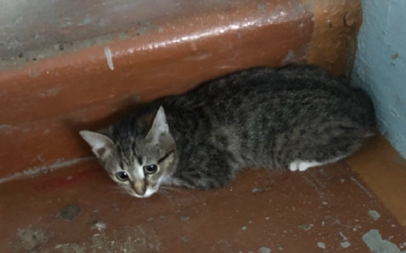 Котенка выкинули в подъезд с тревожной запиской