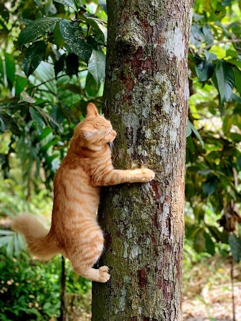 У котов особое строение когтей