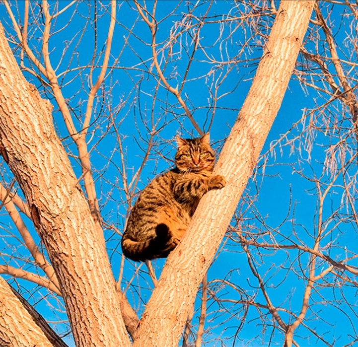 Страх - основная причина, почему кошка не спускается самостоятельно