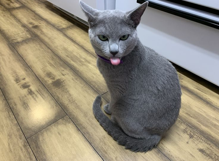 😼Самые ревнивые породы кошек: ТОП-8 отъявленных Отелло