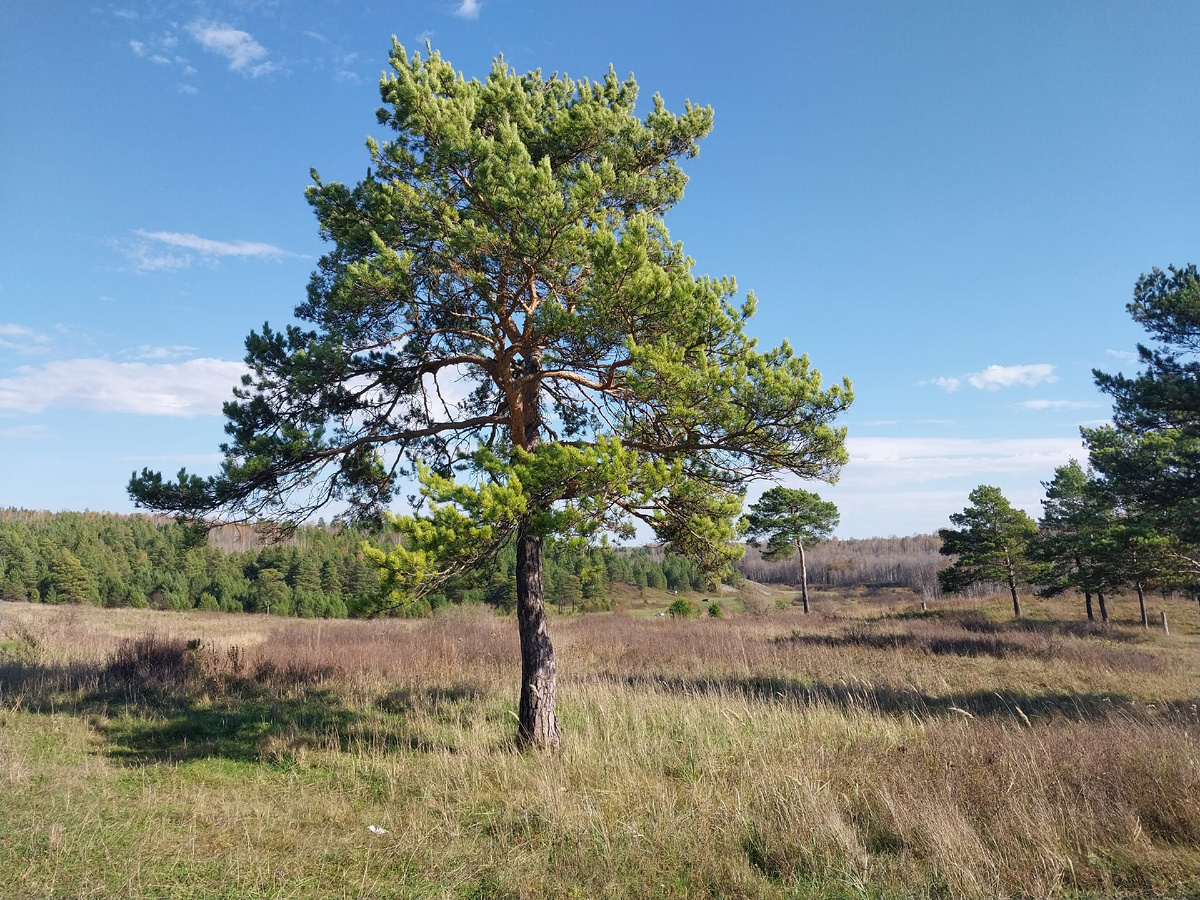 Одинокая сосна на холме