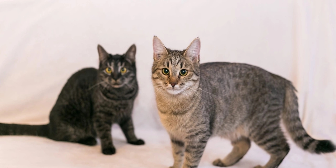 😺Кошачий возраст по человеческим меркам: сколько лет вашей кошке?