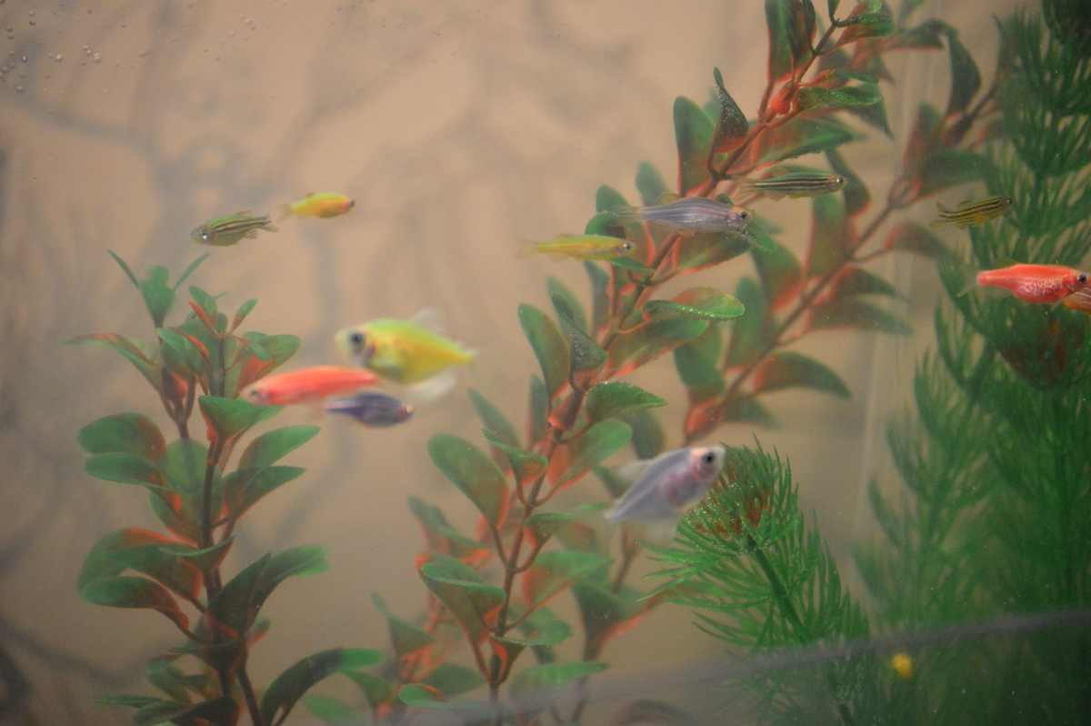 Вот как было с внутренним фильтром, вода мутноватая