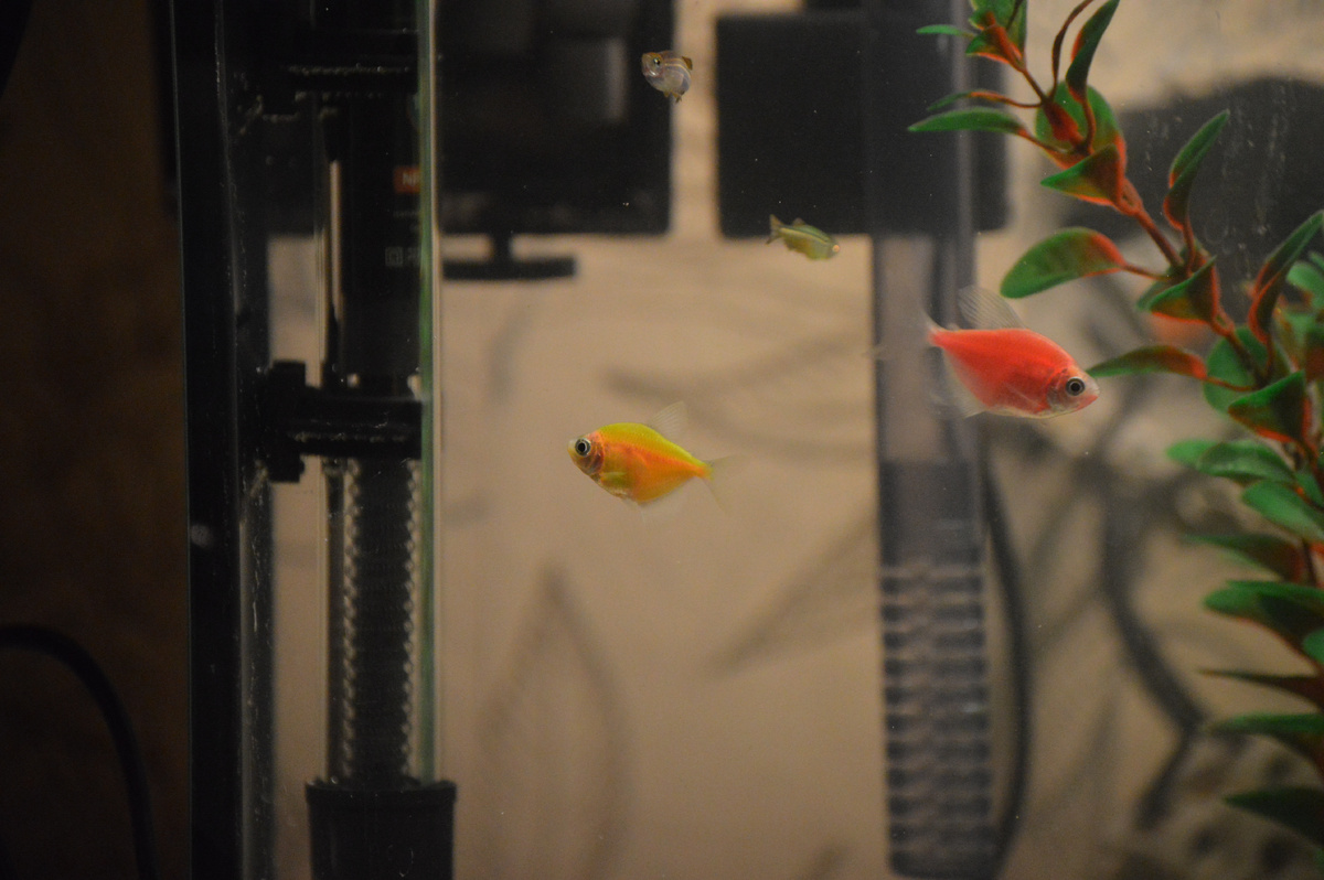 Как стало с внешним фильтром Barbus 070