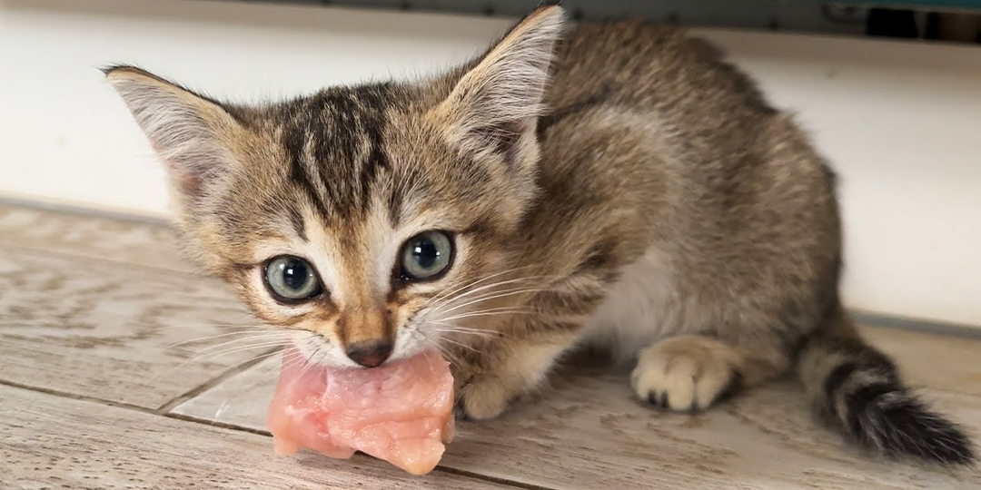 😺Как выбрать кошку по характеру: пошаговый гид для полного соответствия питомца с хозяином