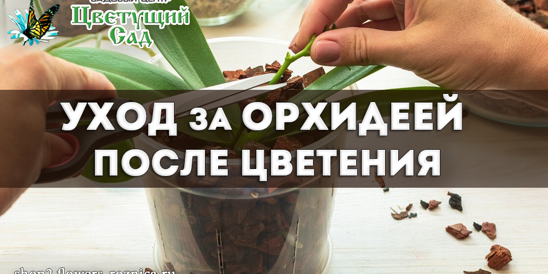 Уход за орхидеей после цветения