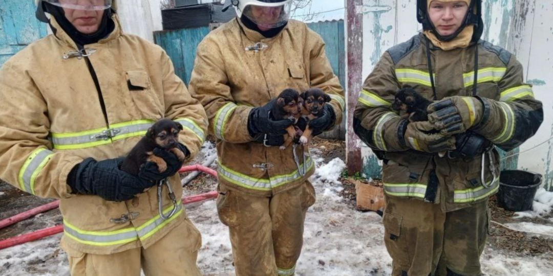 В Курганинском районе под завалами после пожара нашли щенков
