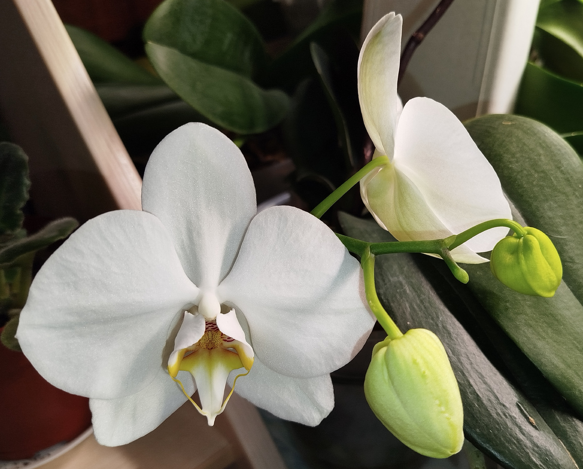 Дама в белом 7 января 2025 первое домашнее цветение