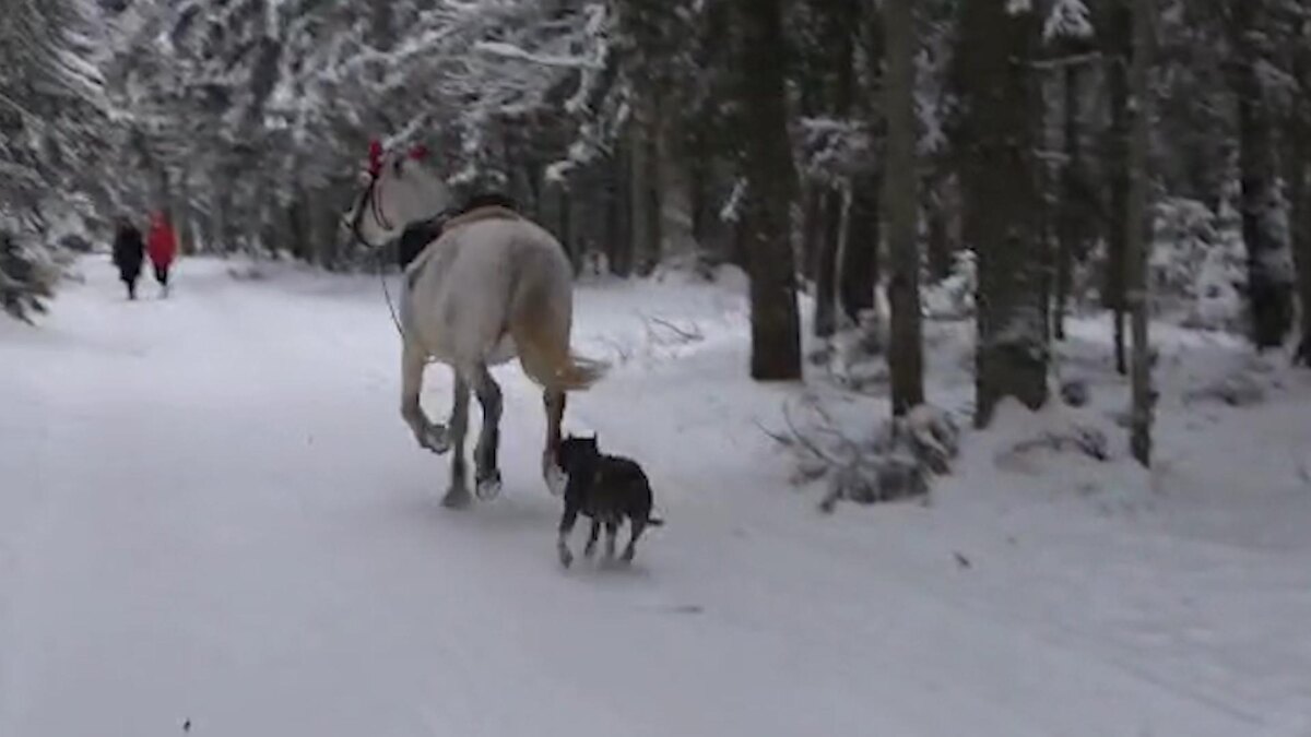    Фото: t.me/black_sbor