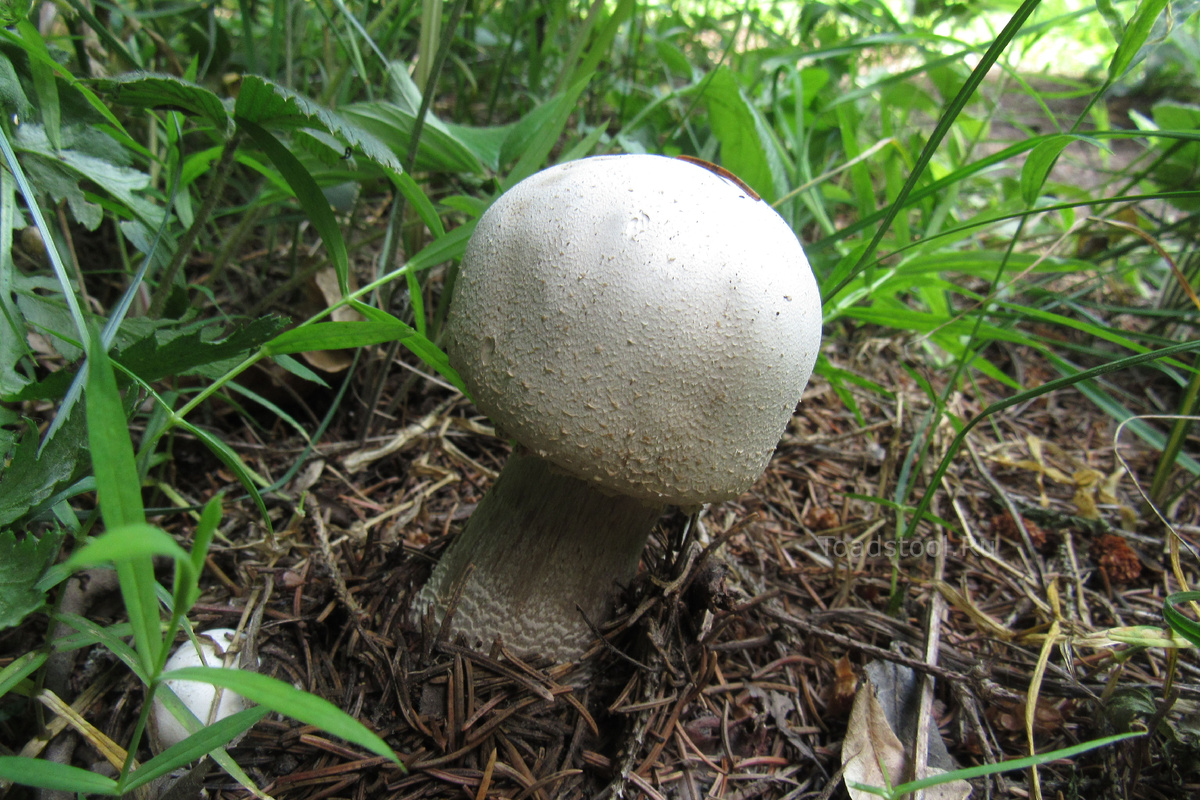 Этот шампиньон задаёт тон всему повествованию (фото И.Лебединского)