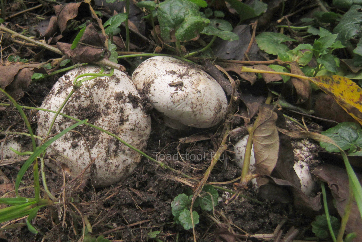 Шампиньоны гастрономического толка, ясно-понятные (фото И.Лебединского)