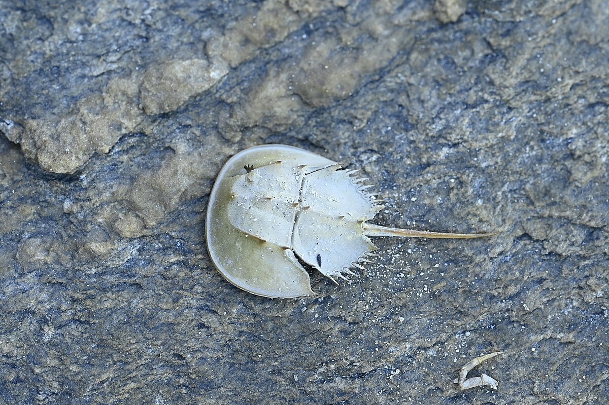 Фотография из интернета