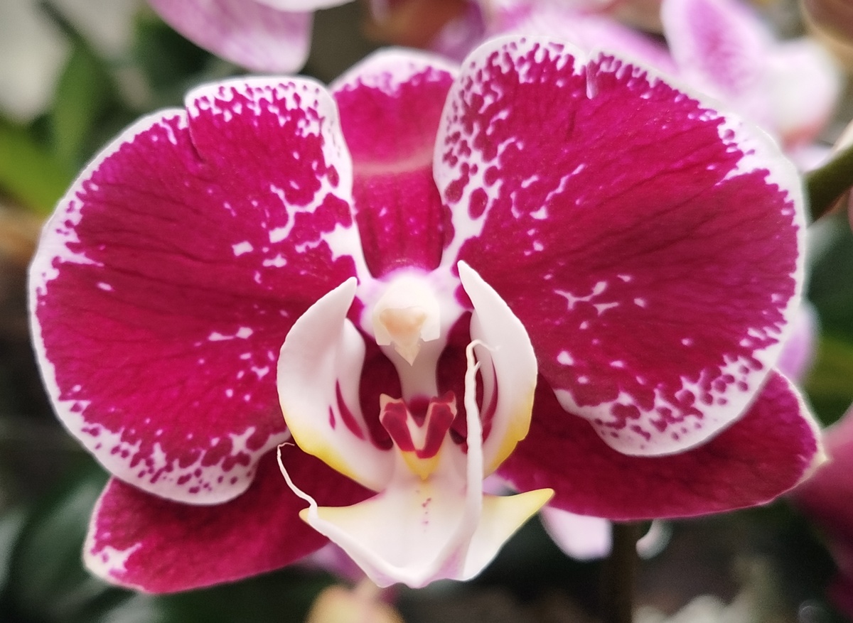 Орхидея фаленопсис Компиляция, Компилейшен начало роспуска 31 января 2025