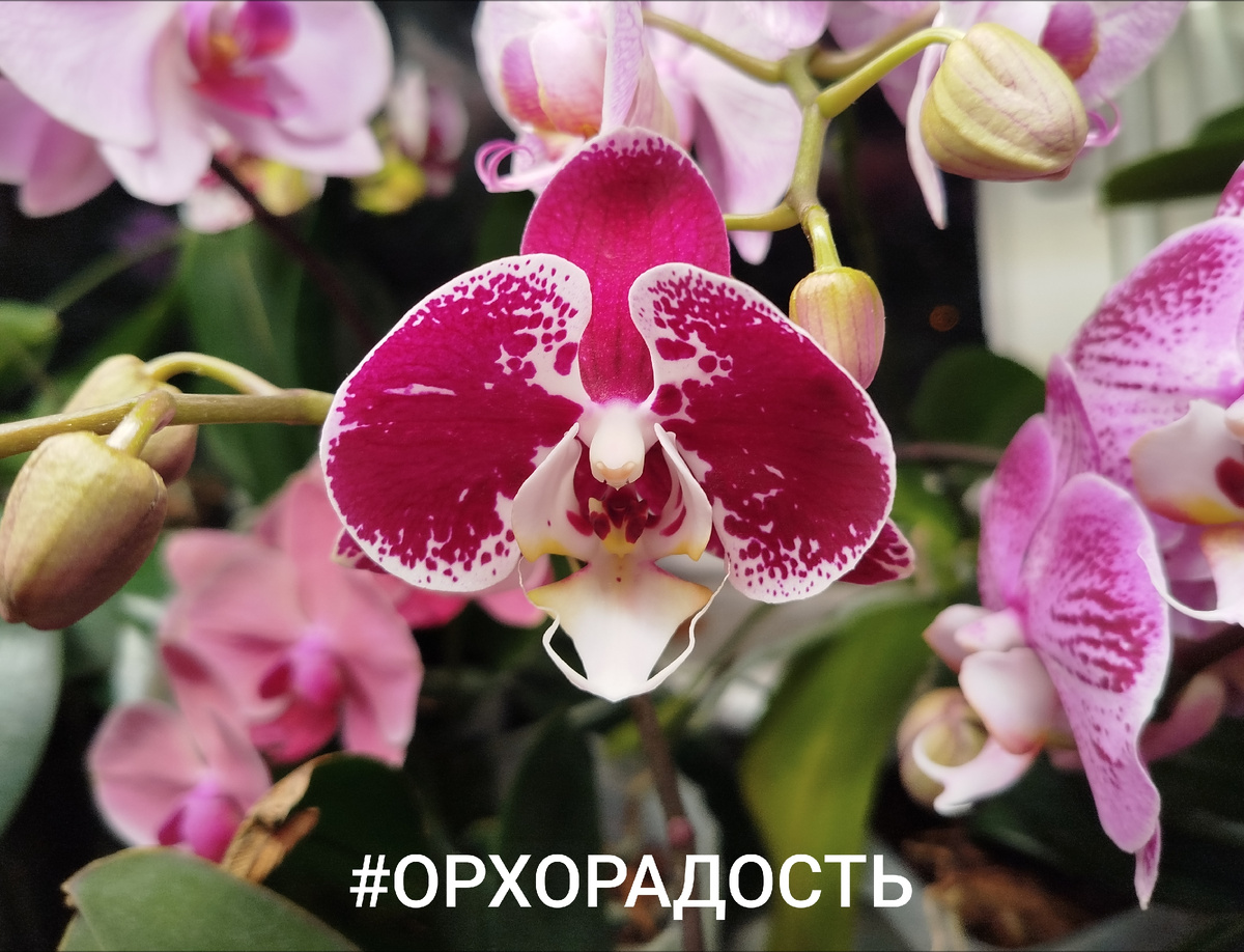 Орхорадость Компилейшен