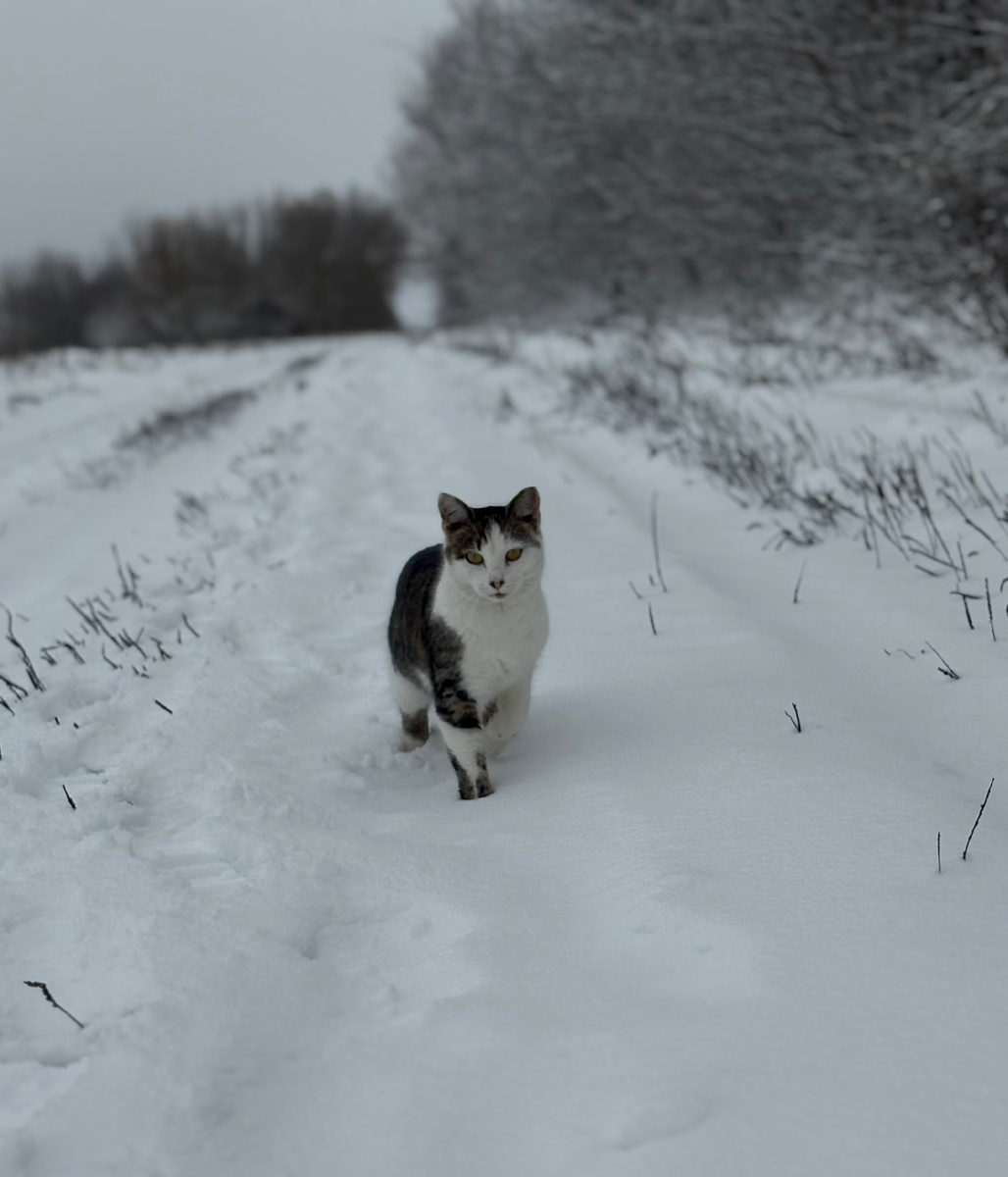На фото наша кошка Семга❤️