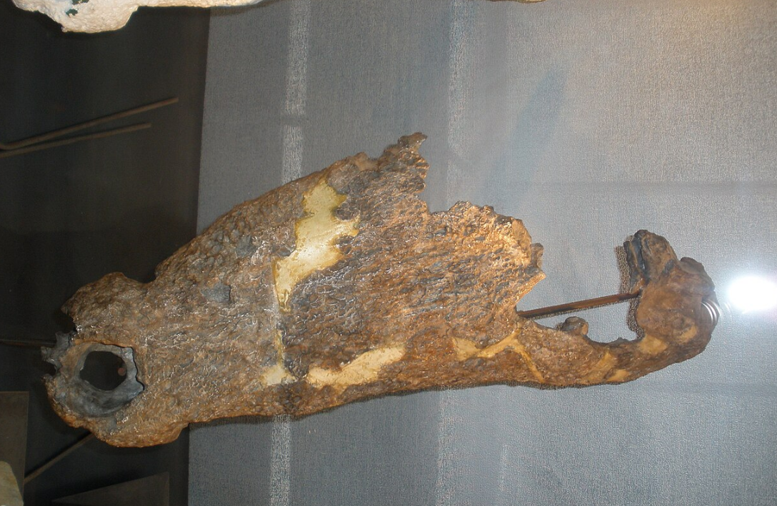 АЗИАТОЗУХ ГРАНДЖЕРИ (Asiatosuchus grangeri)