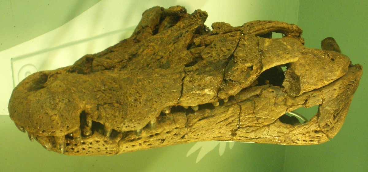 АЗИАТОЗУХ ГЕРМАНИК (Asiatosuchus germanicus)