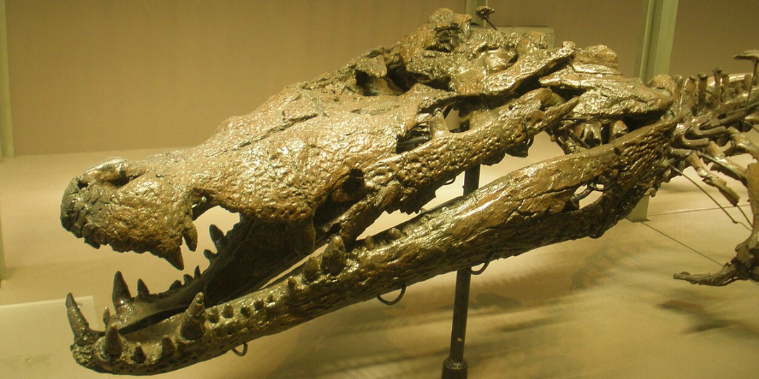 Все виды ДРЕВНИХ ВЫМЕРЩИХ КРОКОДИЛОВ. 4-часть.