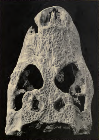 АЛЛИГАТОР МакГрю (Alligator mcgrewi) 