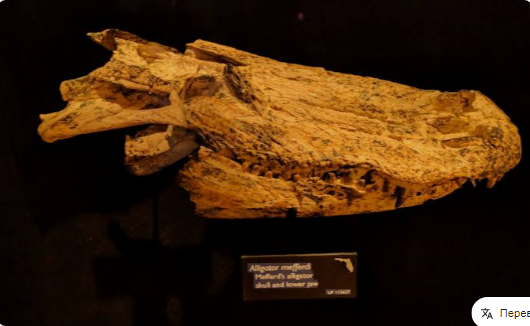 АЛЛИГАТОР МЕФФЕРДИ (Alligator mefferdi)