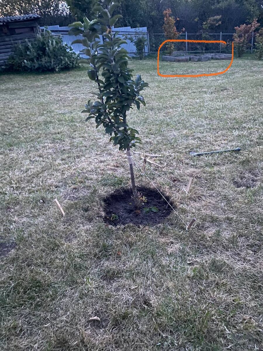 газон - при первом визите на участок. Сентябрь 2024