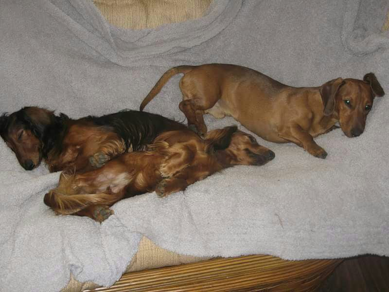 Так же никто не предупредил, что эти собаки размножаются пАчкованием.