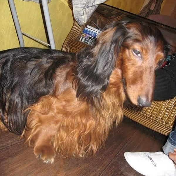 Джей, когда его отмыли после улицы. Был тощим как велосипед.