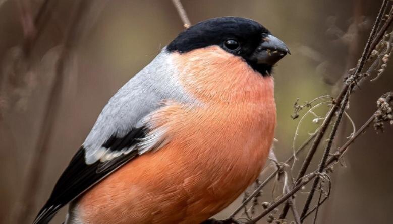 Фото: «ВКонтакте»/"Птицы СПб и России" (Антон Кубышкин)